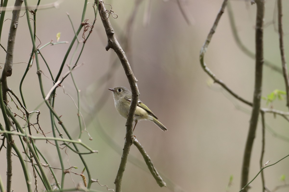 Ruby-crowned Kinglet - ML616379218