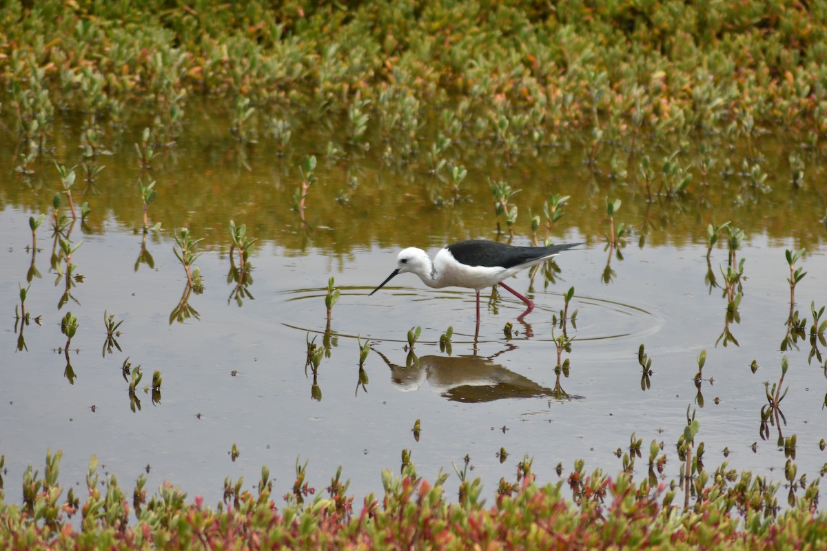 Black-winged Stilt - ML616379220