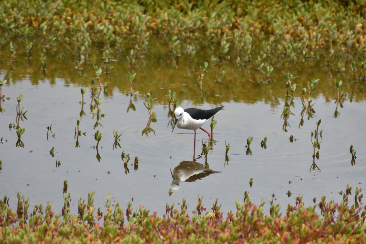 Black-winged Stilt - ML616379221