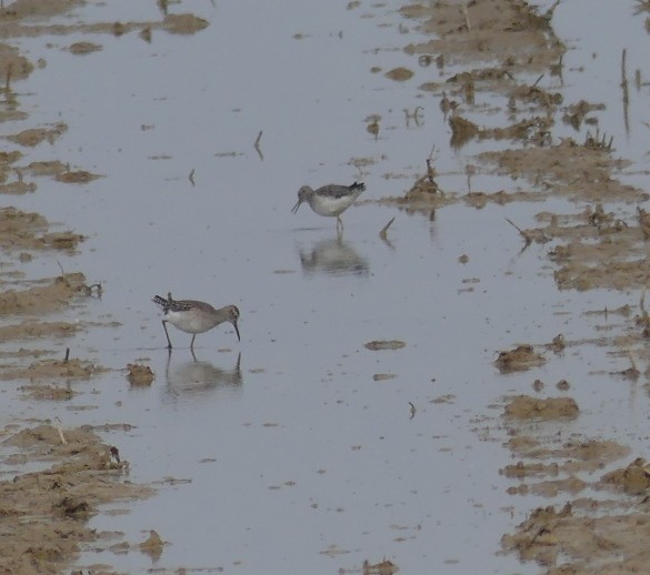 Wood Sandpiper - Pedro A del Baño Moreno