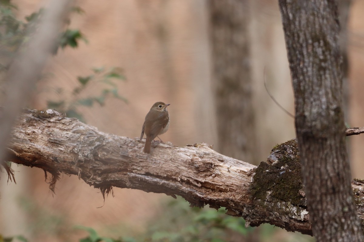 Hermit Thrush - ML616379268