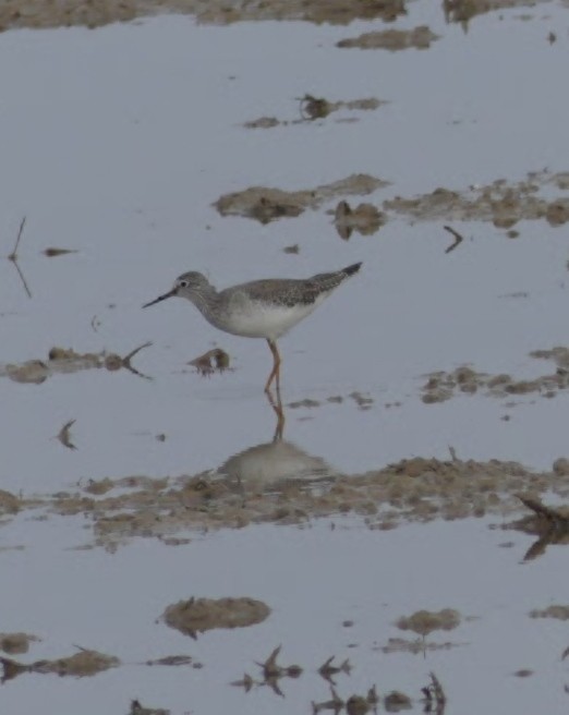 Lesser Yellowlegs - ML616379338