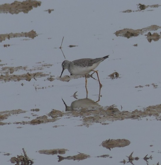 Lesser Yellowlegs - ML616379339