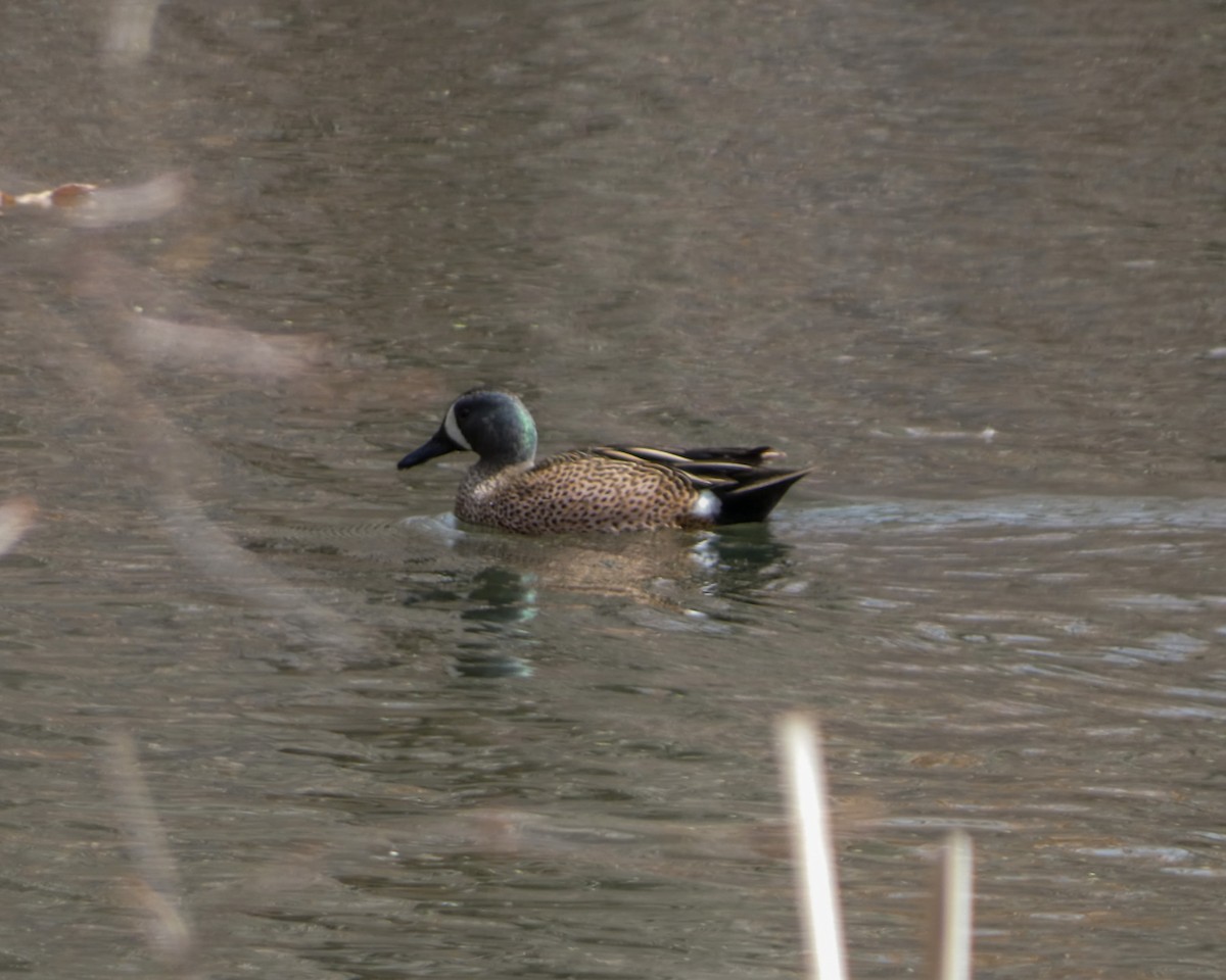Blue-winged Teal - ML616379341