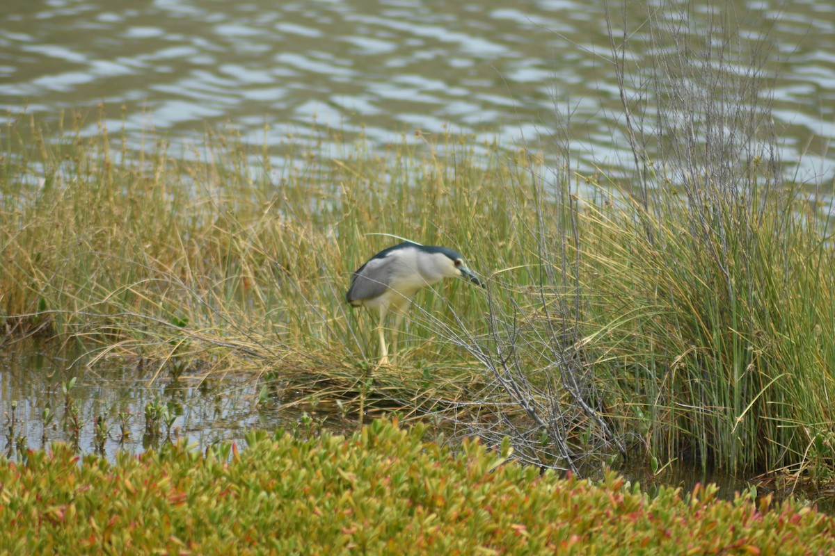 Black-crowned Night Heron - ML616379342