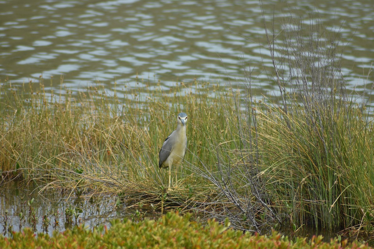 Black-crowned Night Heron - ML616379345