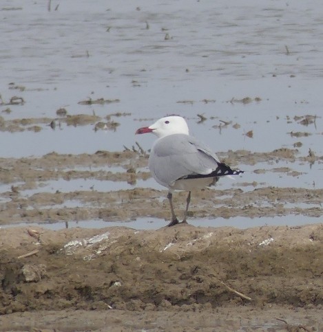 Audouin's Gull - ML616379371