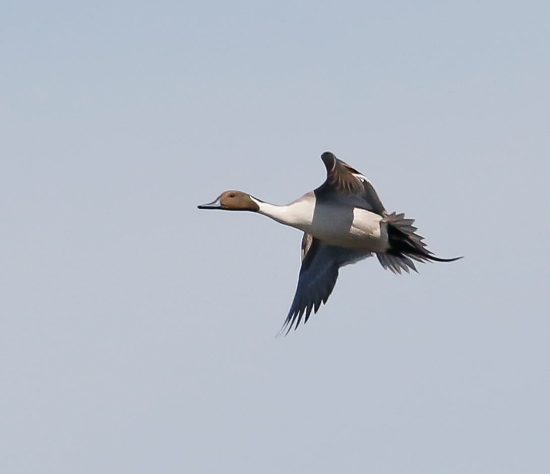 Northern Pintail - ML616379374