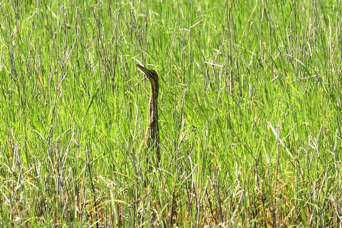 American Bittern - ML616379385