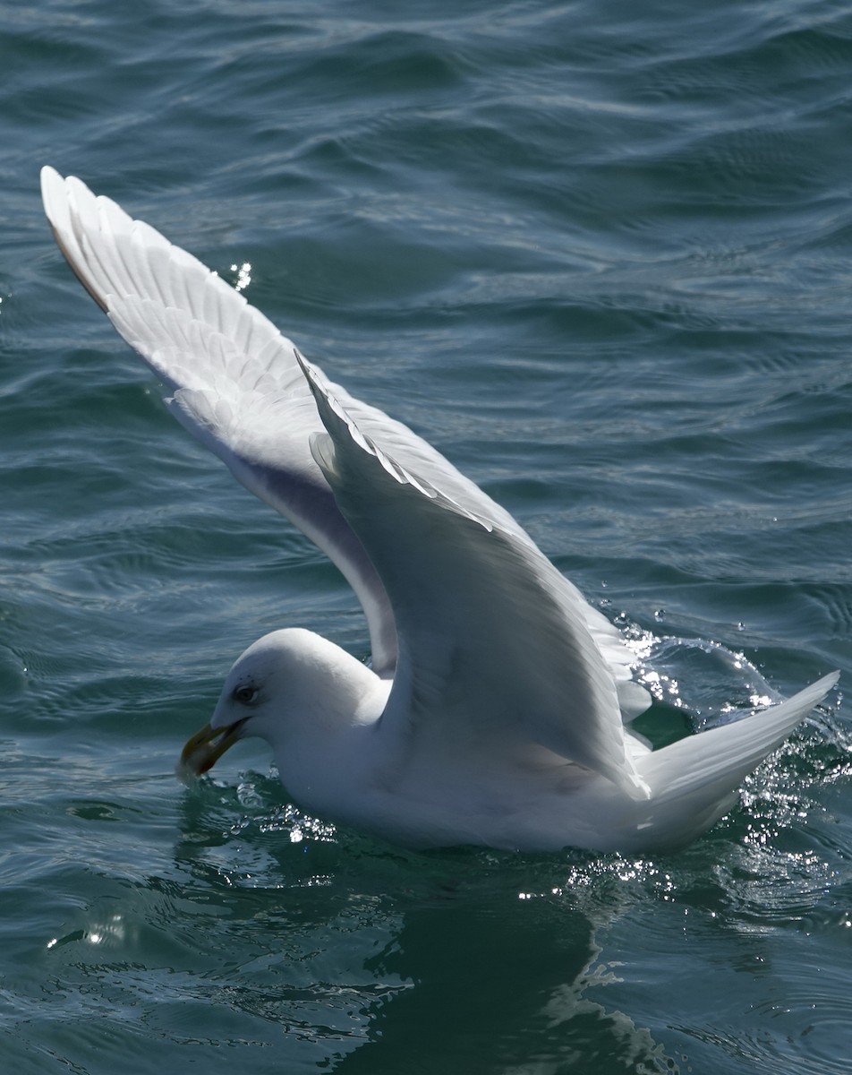 Iceland Gull - ML616379405