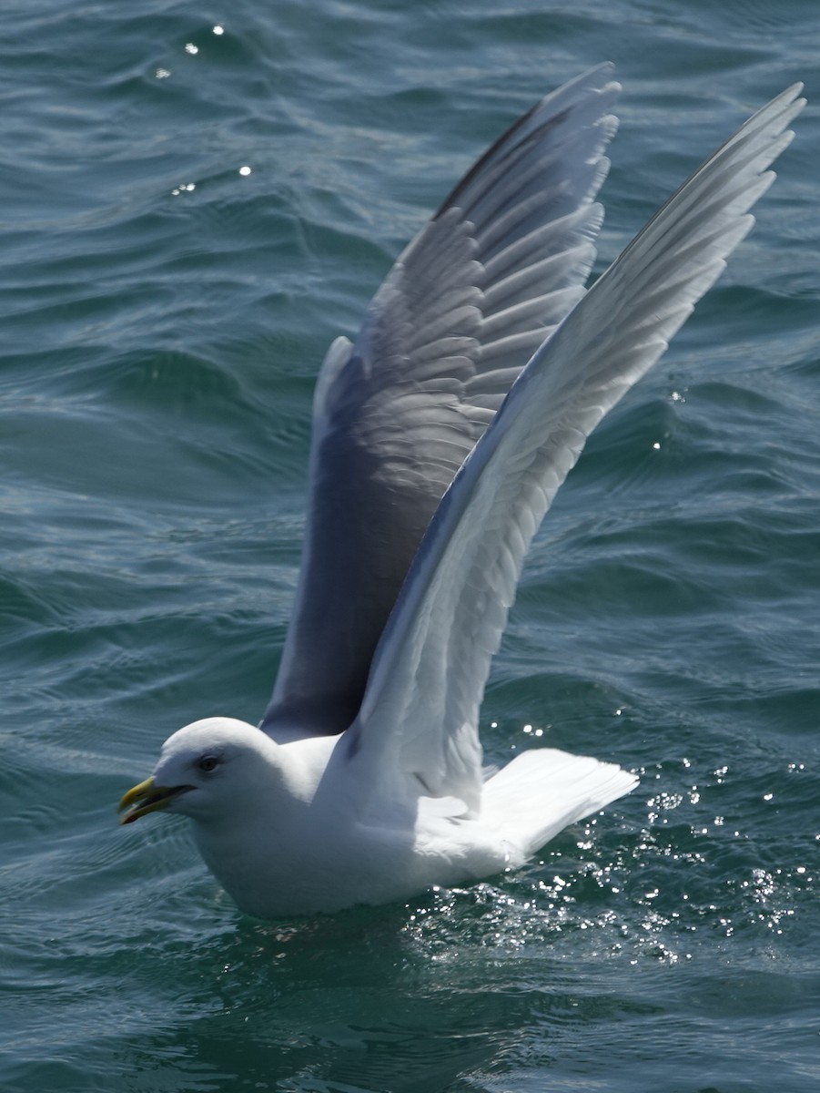 Iceland Gull - ML616379406