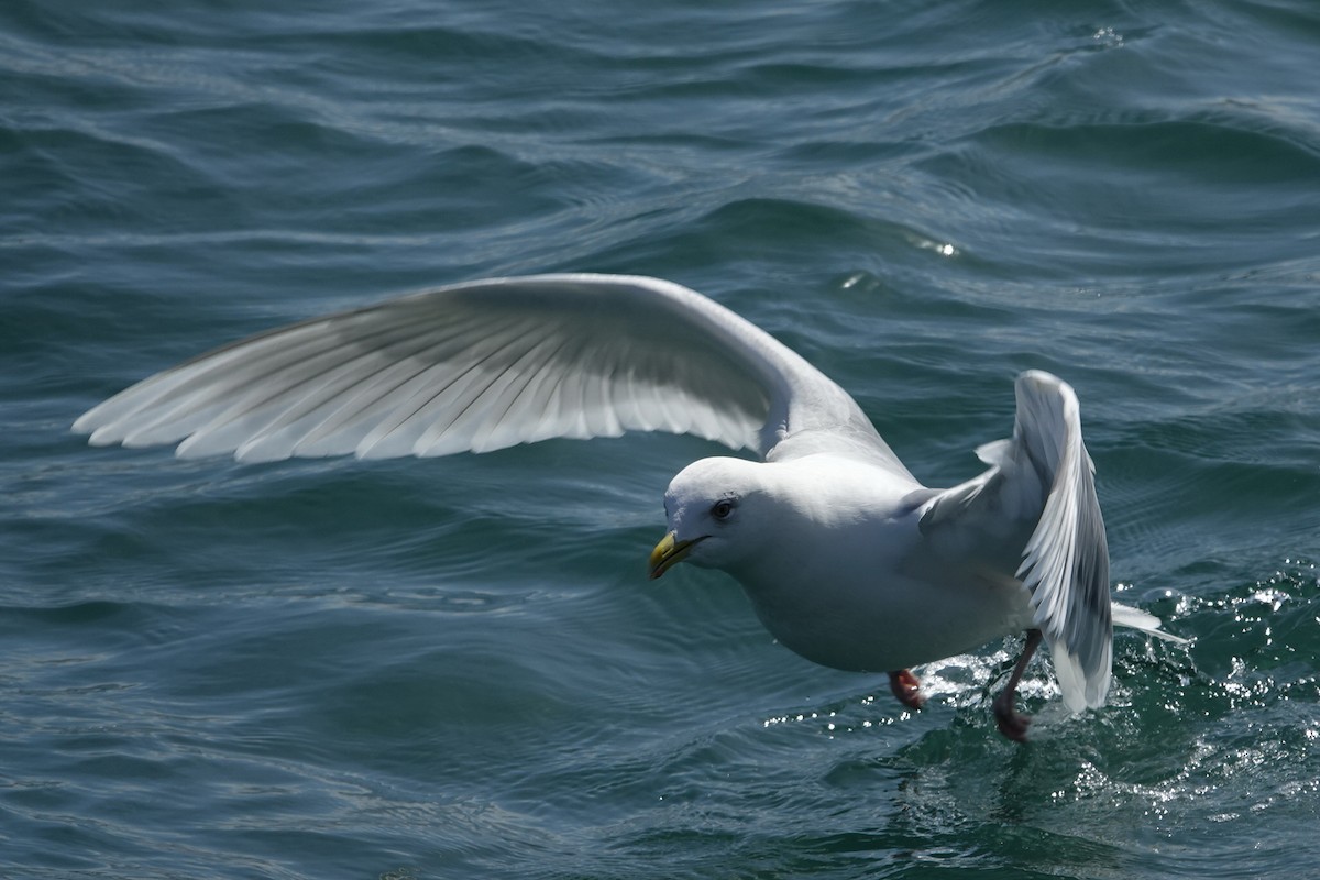 Iceland Gull - ML616379407