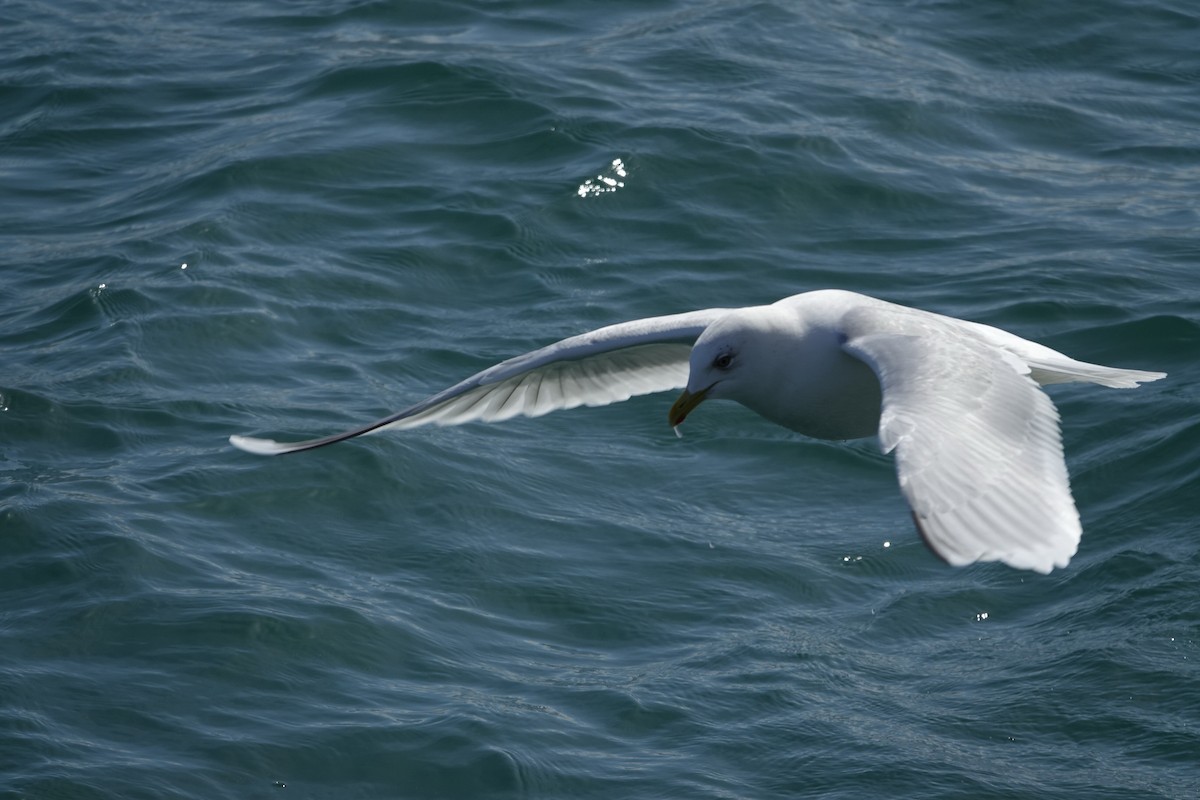 Iceland Gull - ML616379408