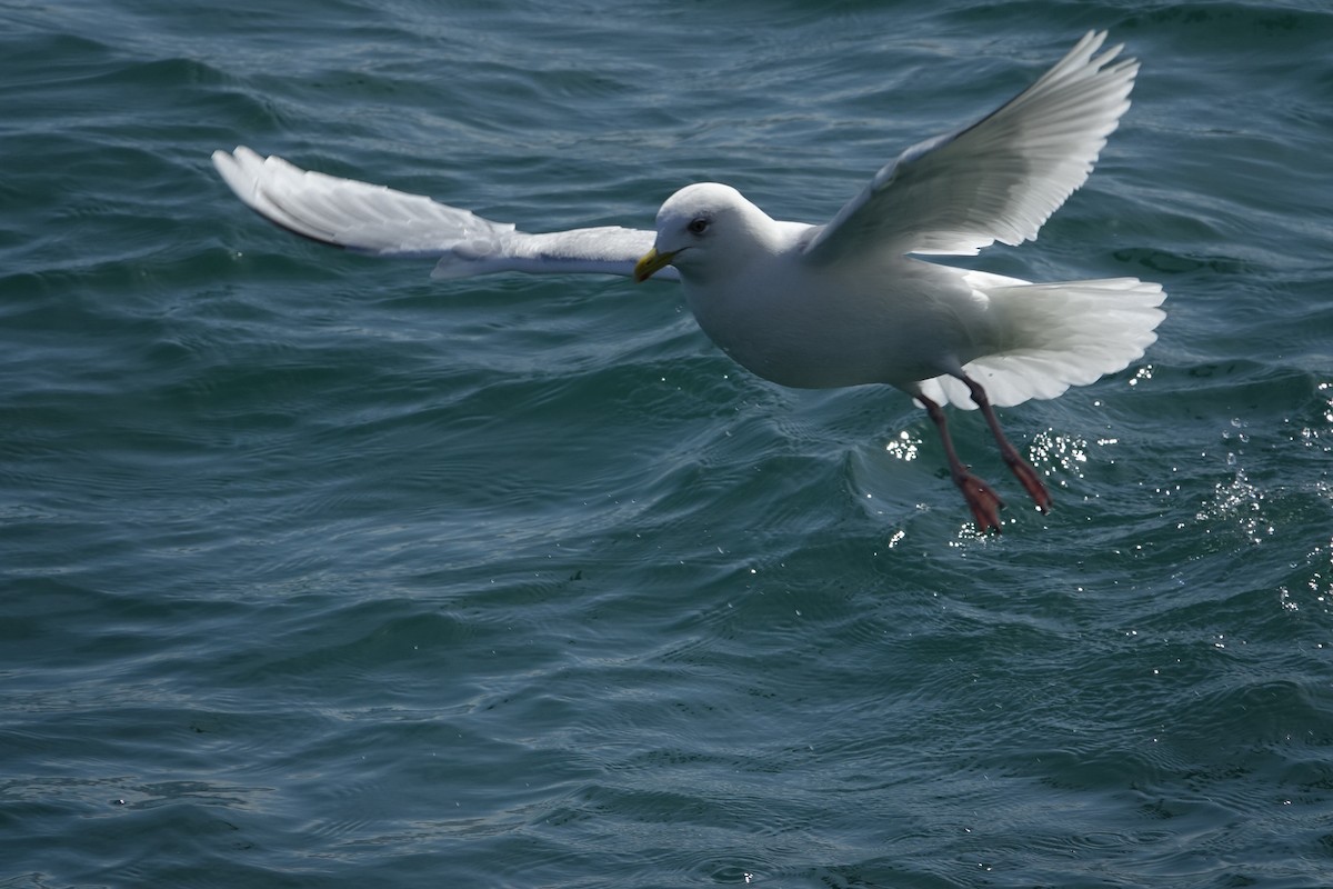 Iceland Gull - ML616379409