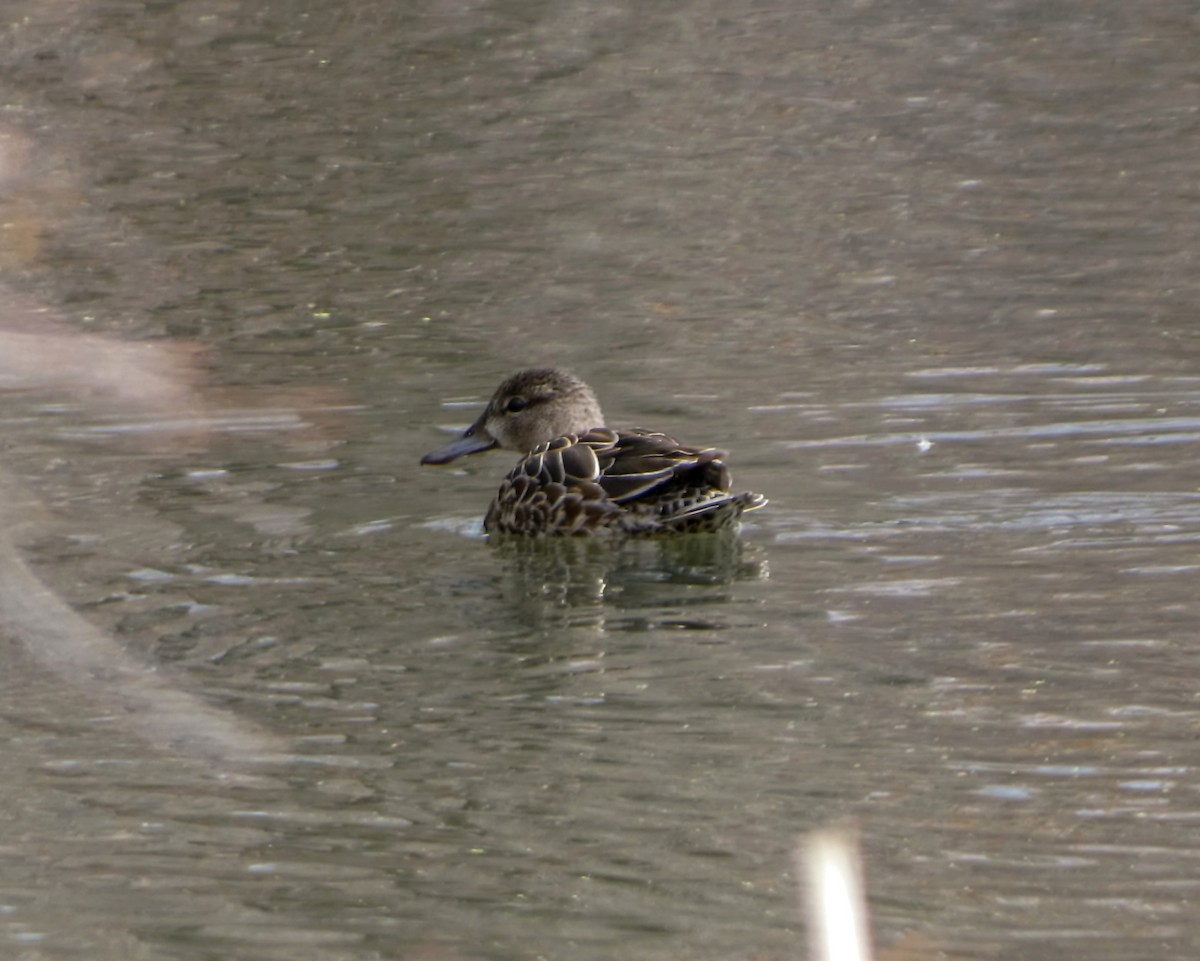 Blue-winged Teal - ML616379423