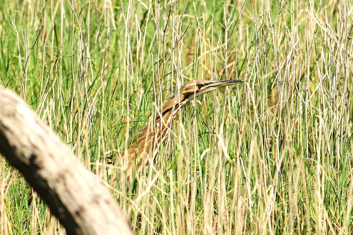 American Bittern - ML616379429