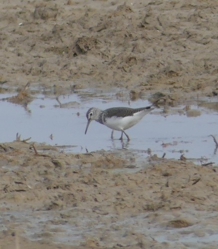 Green Sandpiper - ML616379449