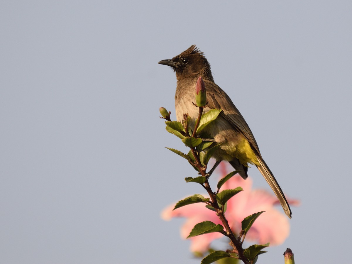 Common Bulbul (Dark-capped) - ML616379475