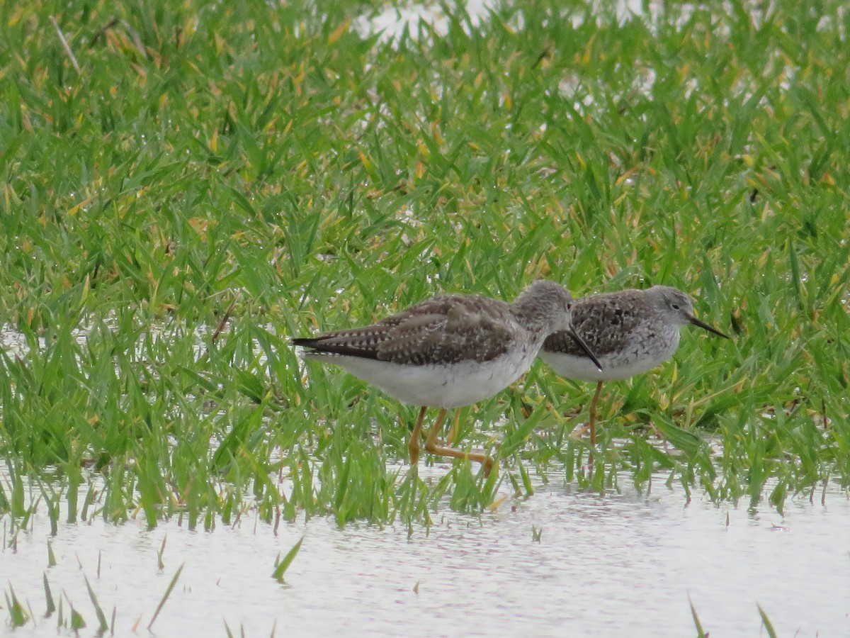 Greater Yellowlegs - ML616379482