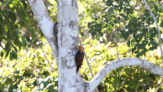 Ringed Woodpecker (Atlantic Black-breasted) - ML616379508