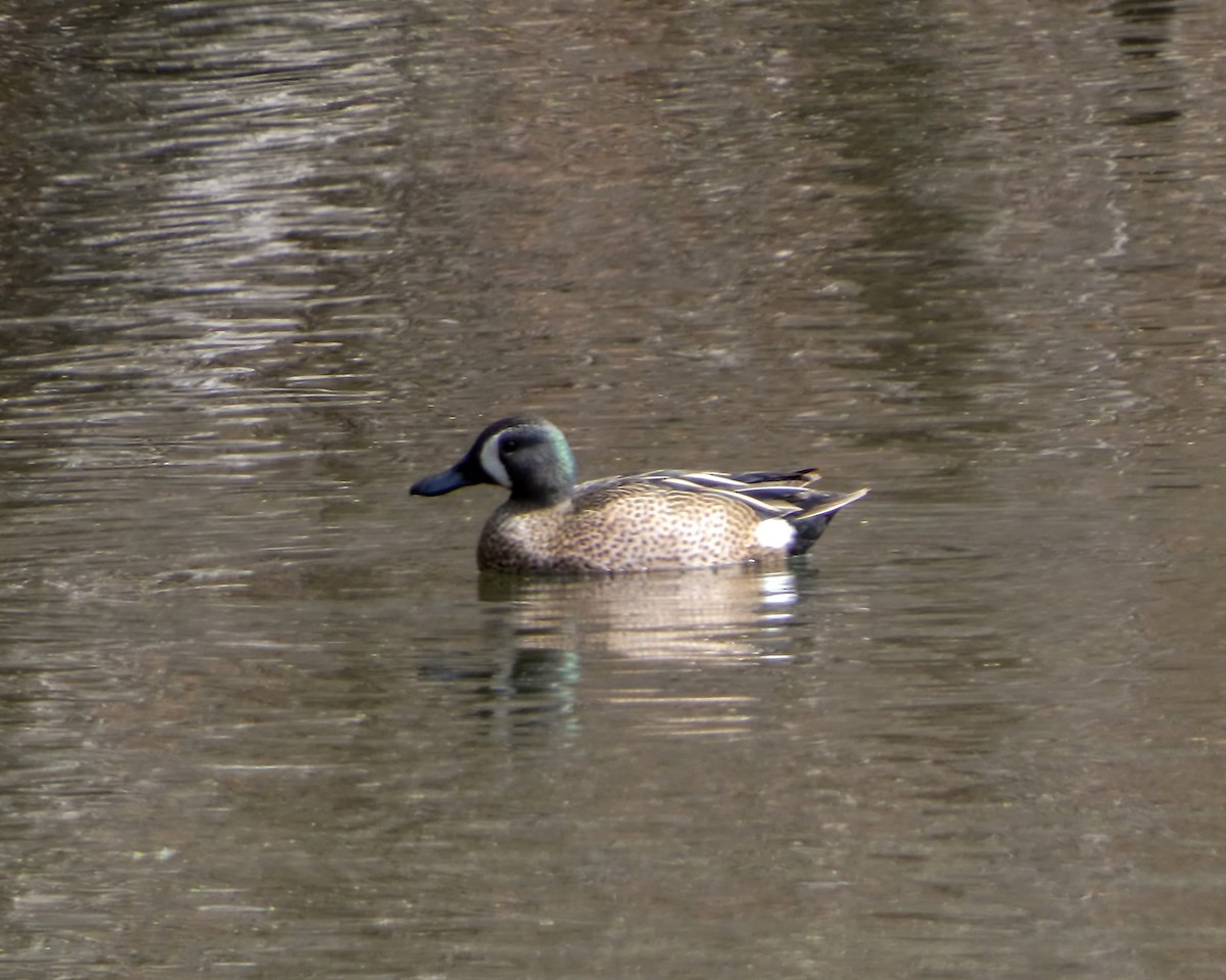 Blue-winged Teal - ML616379587