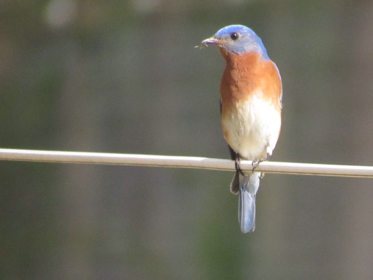 Eastern Bluebird - ML616379613