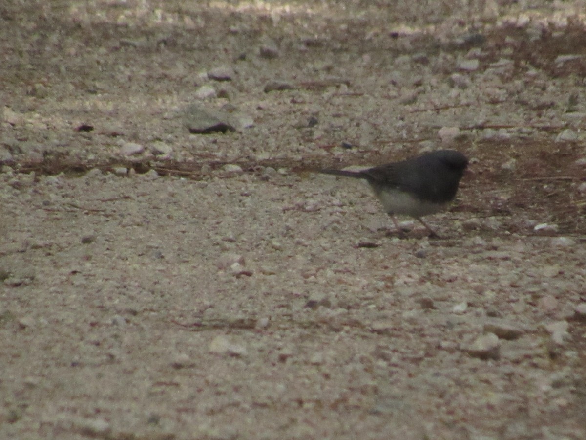 Dark-eyed Junco - ML616379615