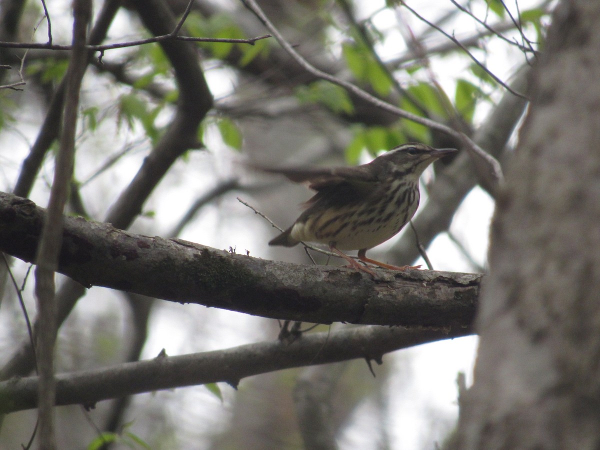 Louisiana Waterthrush - ML616379624
