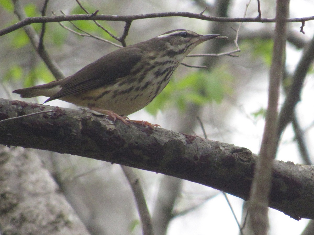 Louisiana Waterthrush - ML616379625