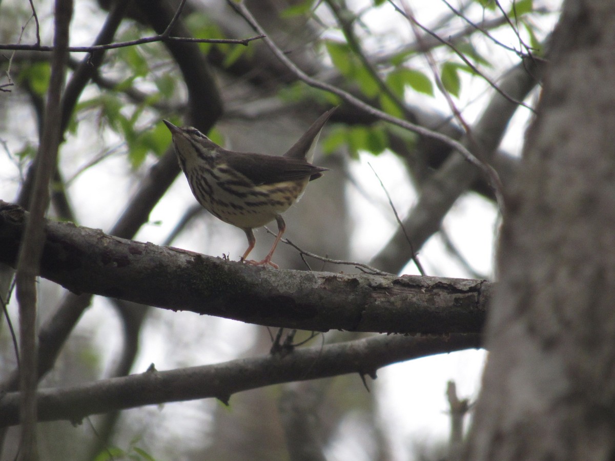 Louisiana Waterthrush - ML616379626