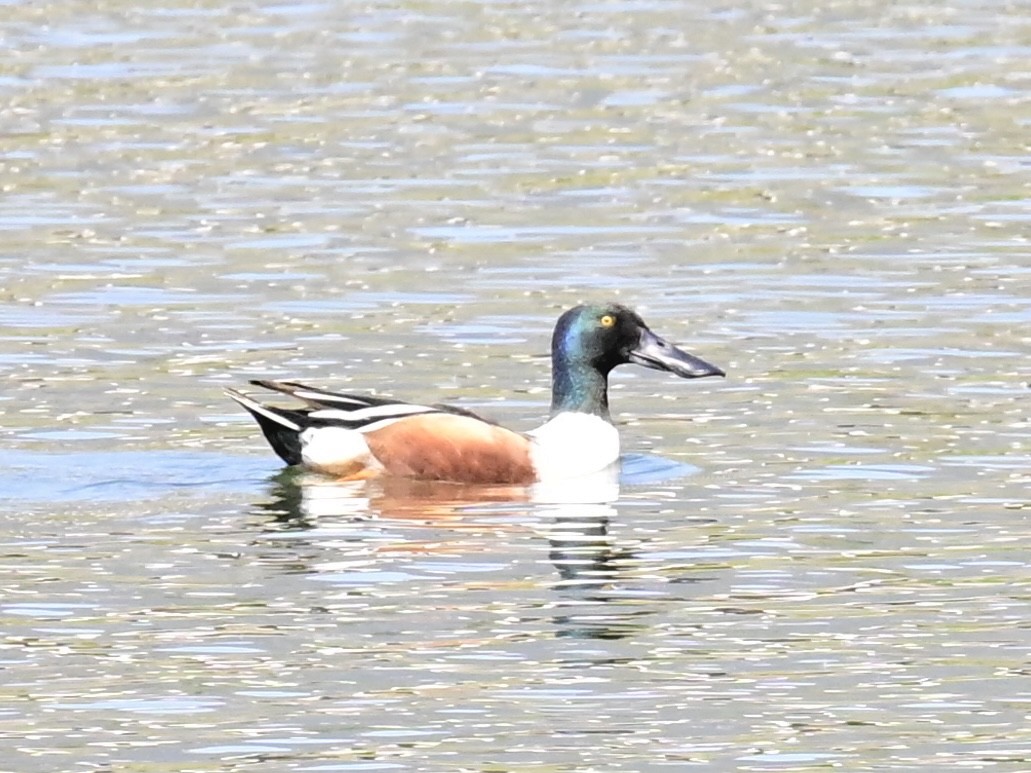 Northern Shoveler - ML616379627