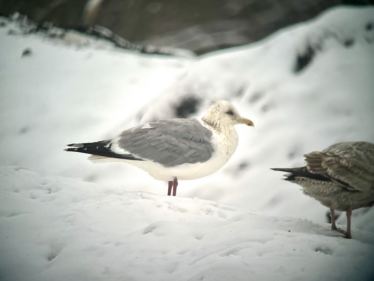 Herring Gull (Vega) - J Gary Kohlenberg