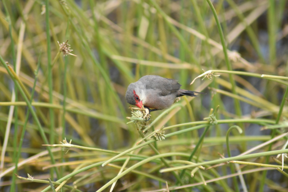 Common Waxbill - Beatriz Castaño