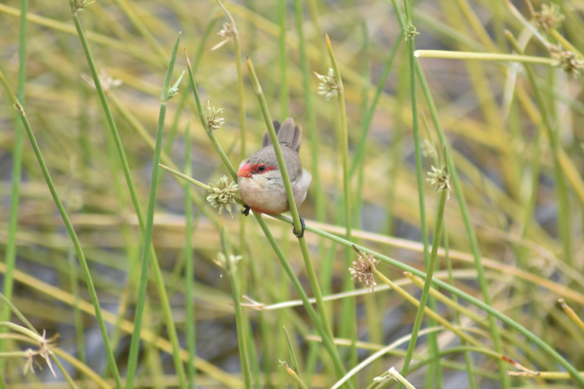 Common Waxbill - Beatriz Castaño