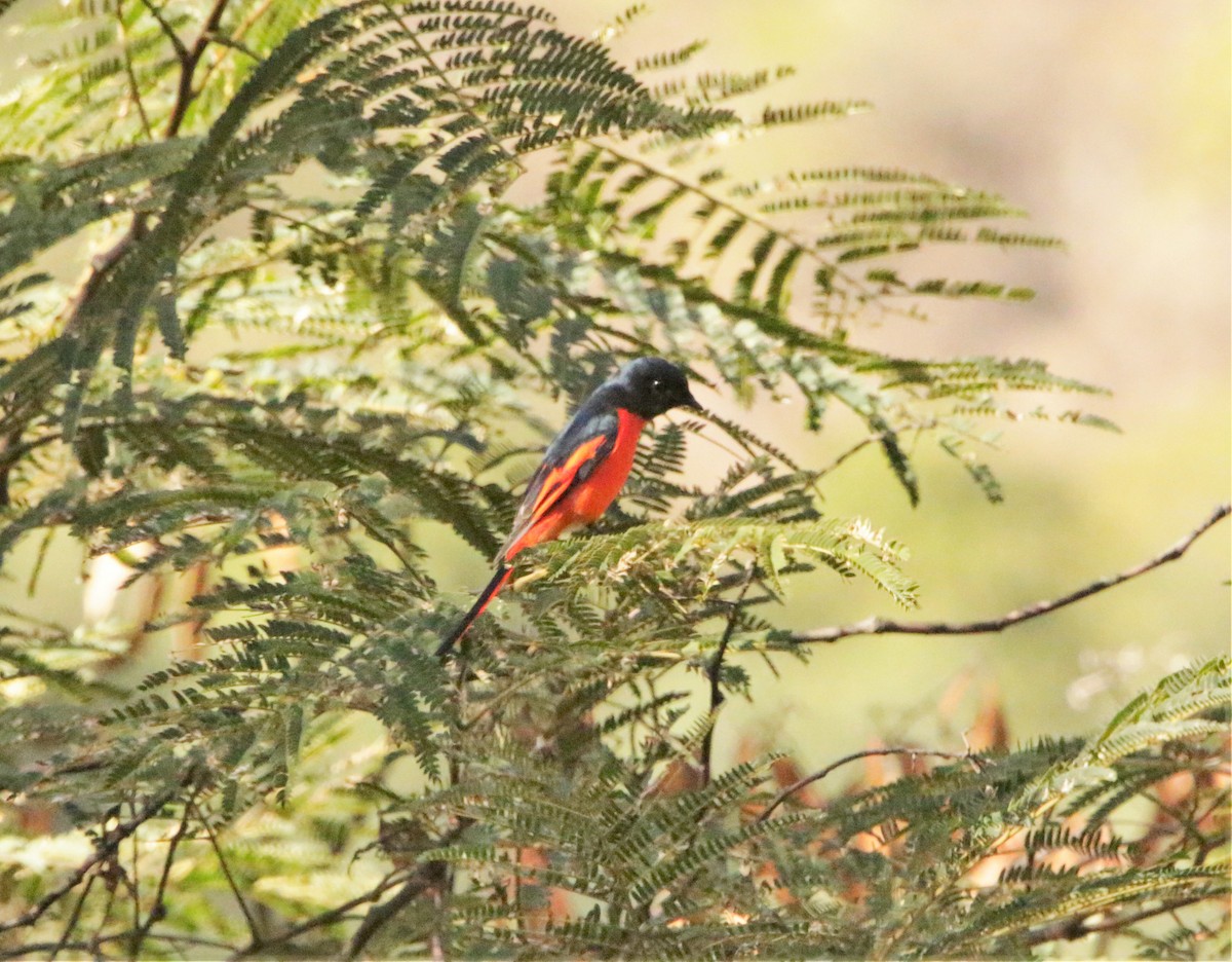 Long-tailed Minivet - Meruva Naga Rajesh