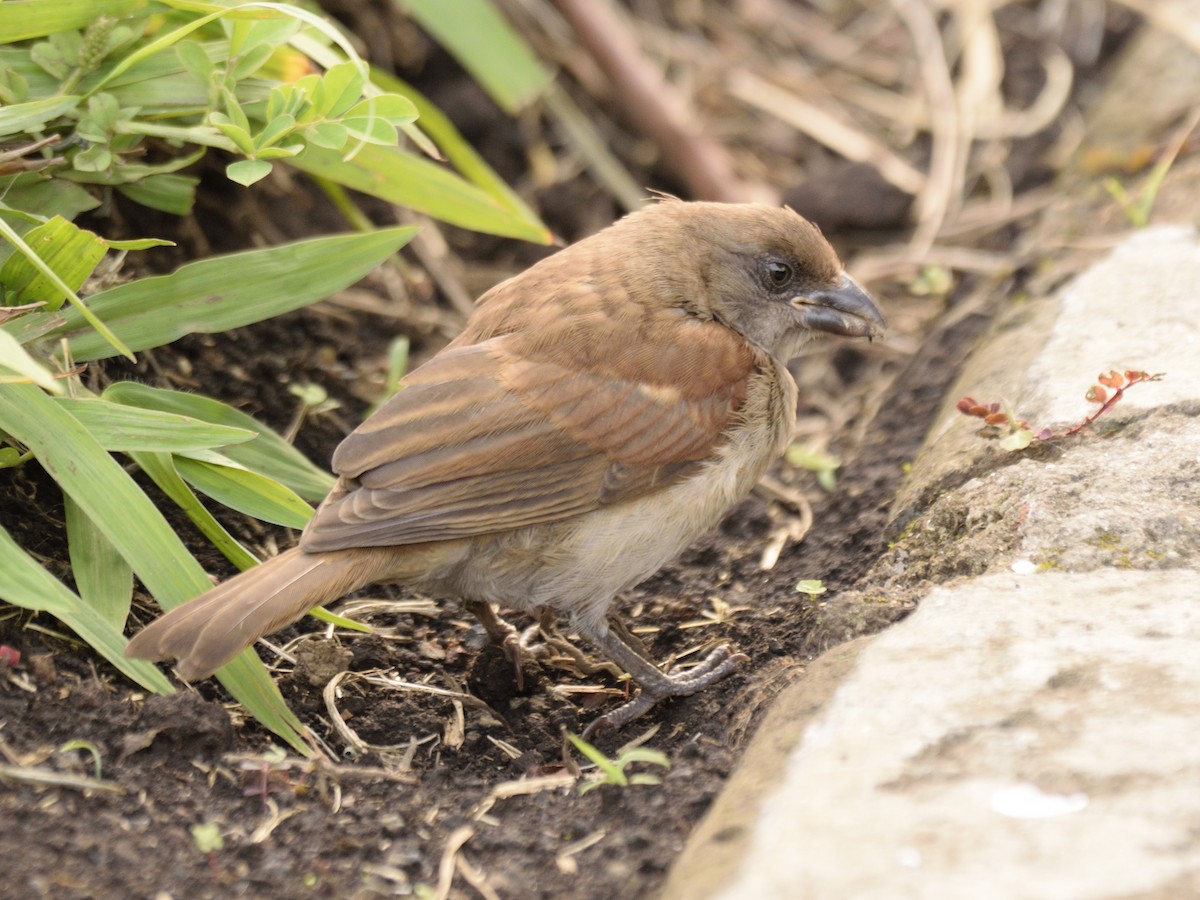 Northern Gray-headed Sparrow - MAYANK NAMDEO