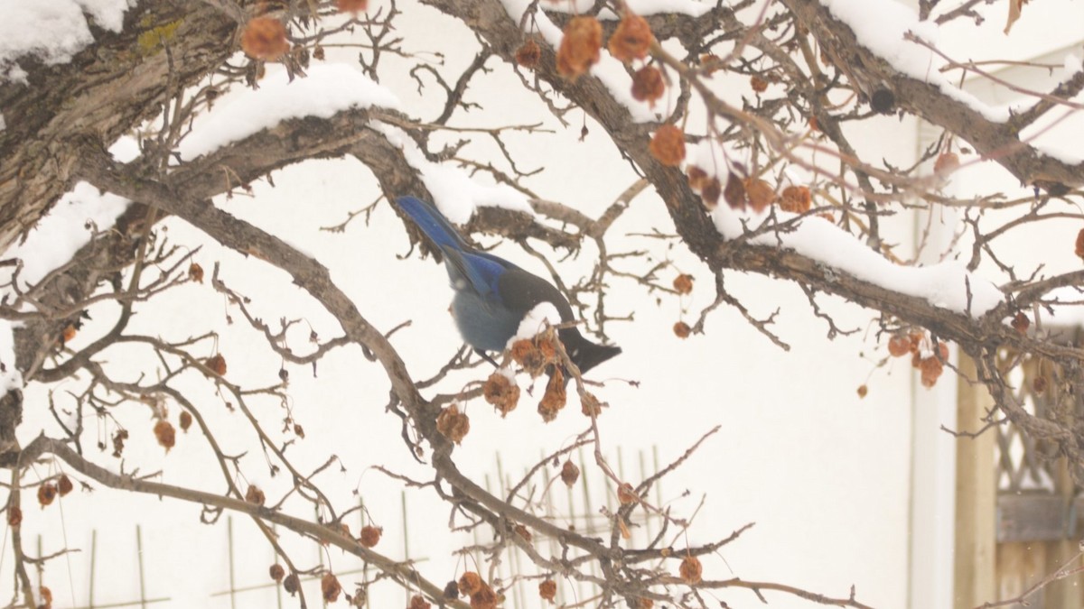 Steller's Jay - ML616379726