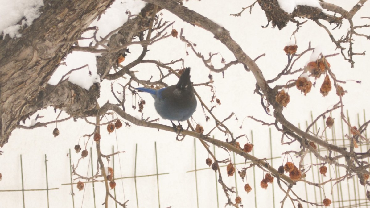 Steller's Jay - ML616379743