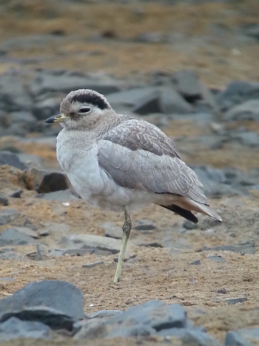 Peruvian Thick-knee - ML616379800