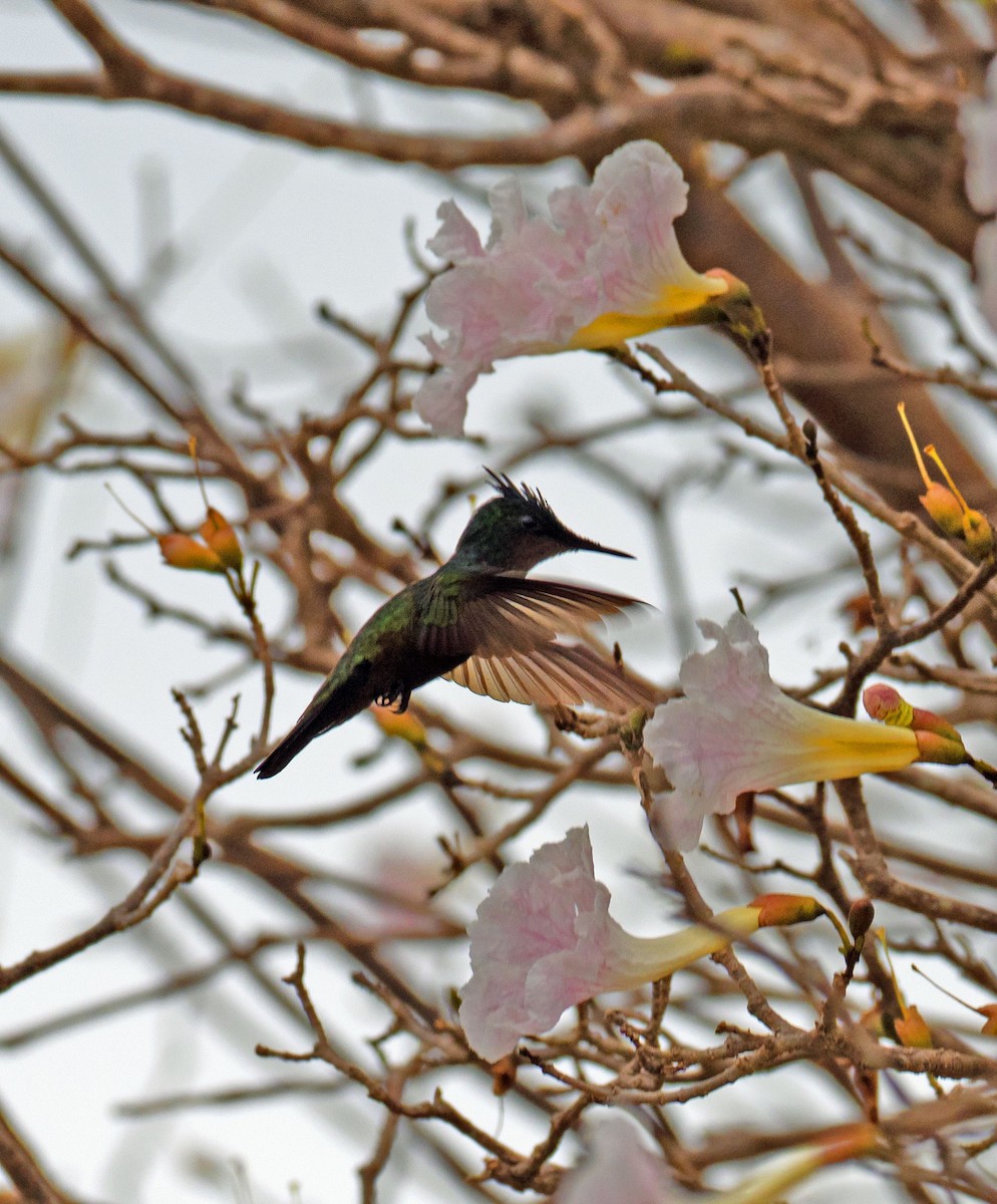 Antillean Crested Hummingbird - ML616379806