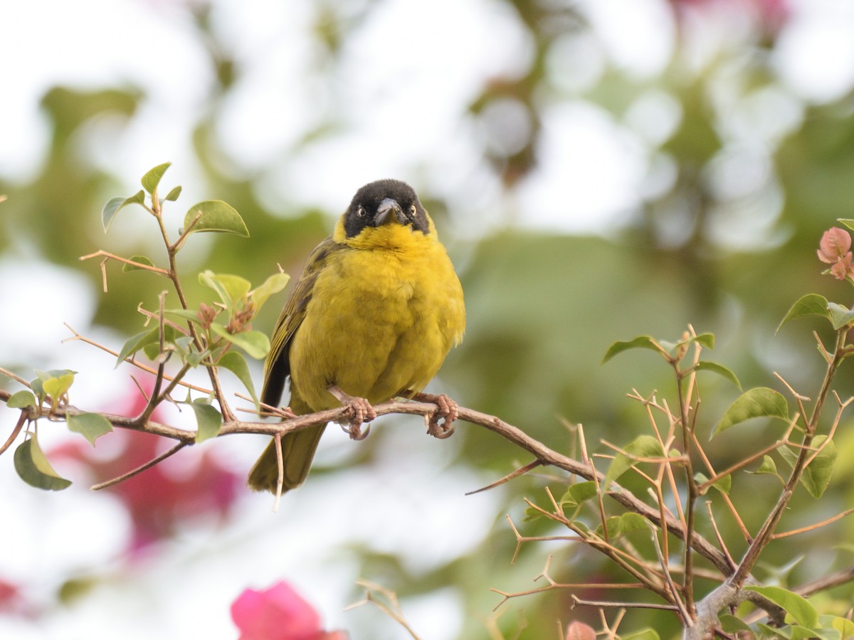 Baglafecht Weaver - ML616379813