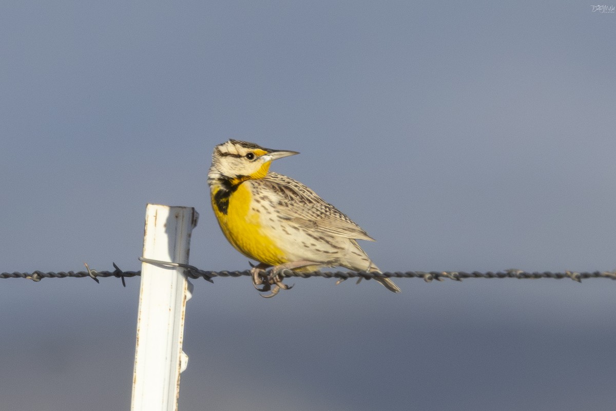 Chihuahuan Meadowlark - ML616379838