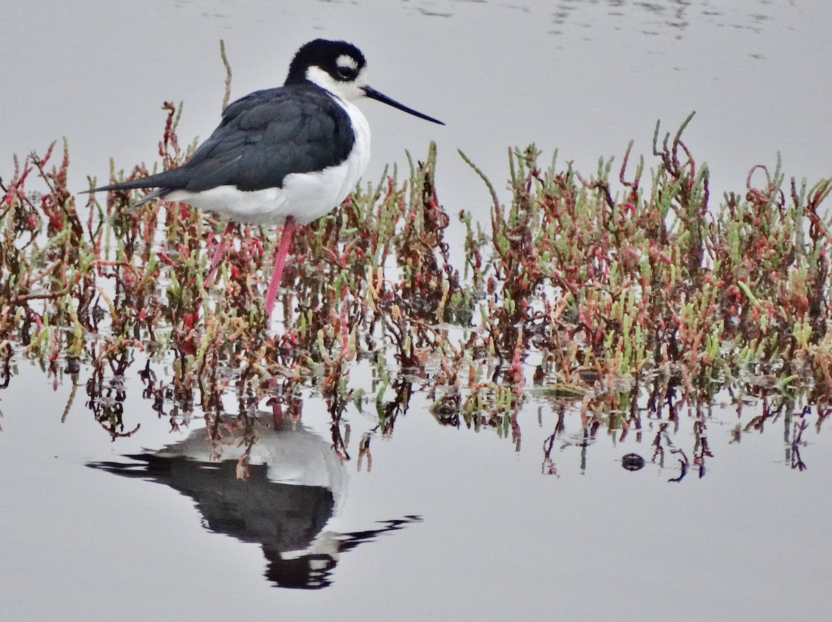 Black-necked Stilt (Black-necked) - ML616379849