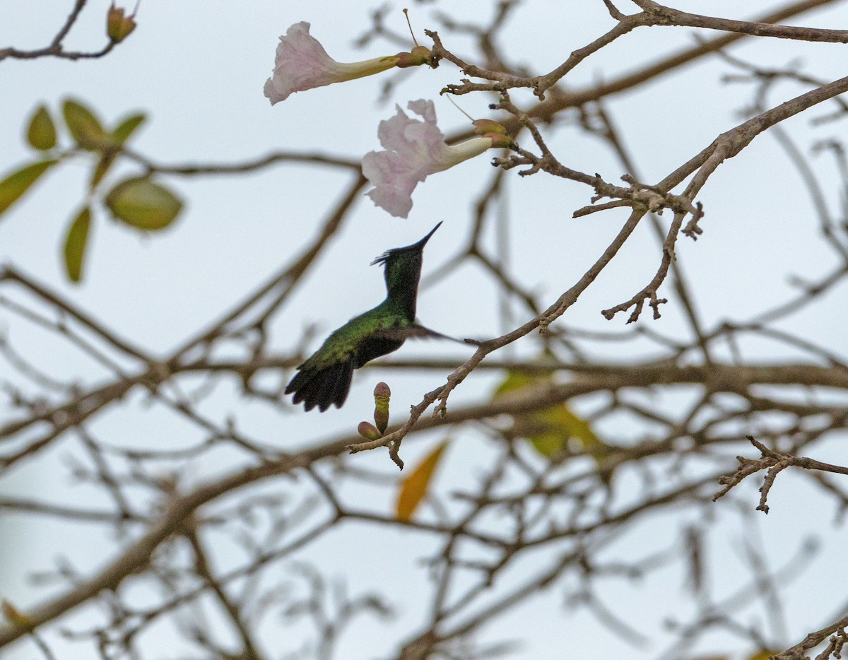Antillean Crested Hummingbird - ML616379871
