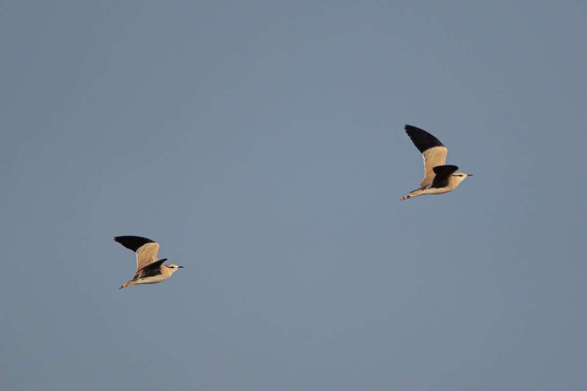 Cream-colored Courser - Yonatan Gordon