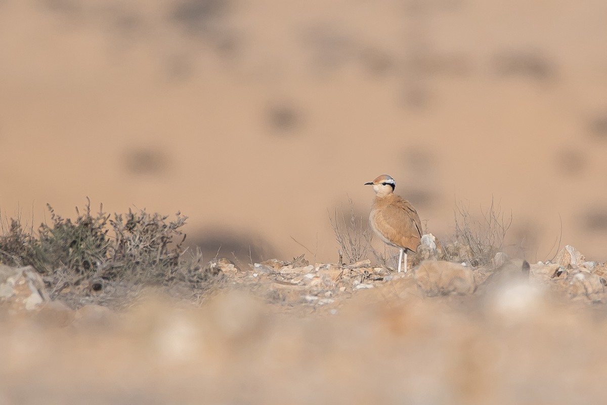 Cream-colored Courser - Yonatan Gordon