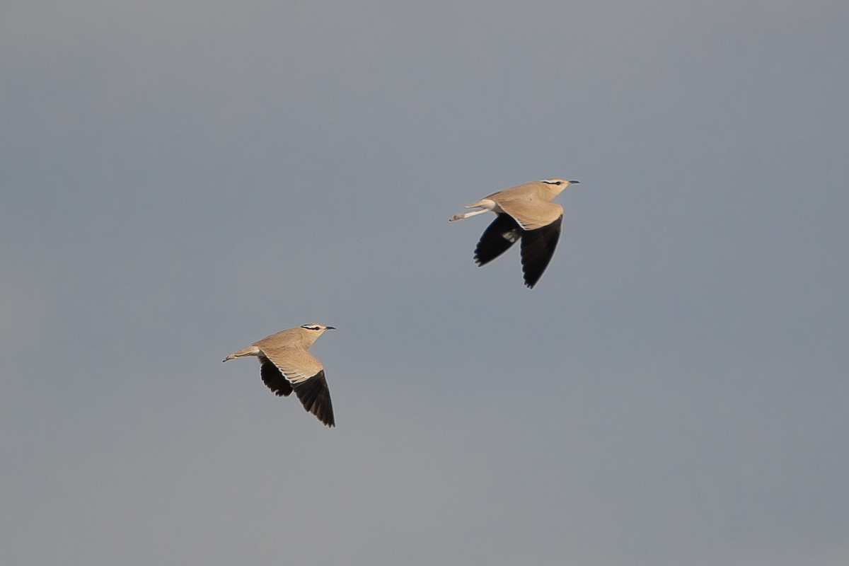 Cream-colored Courser - Yonatan Gordon