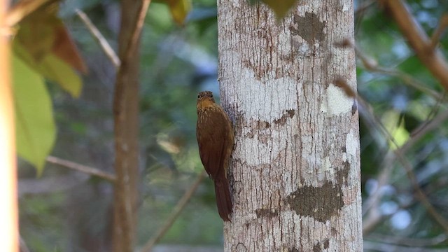 Buff-throated Woodcreeper - ML616379923