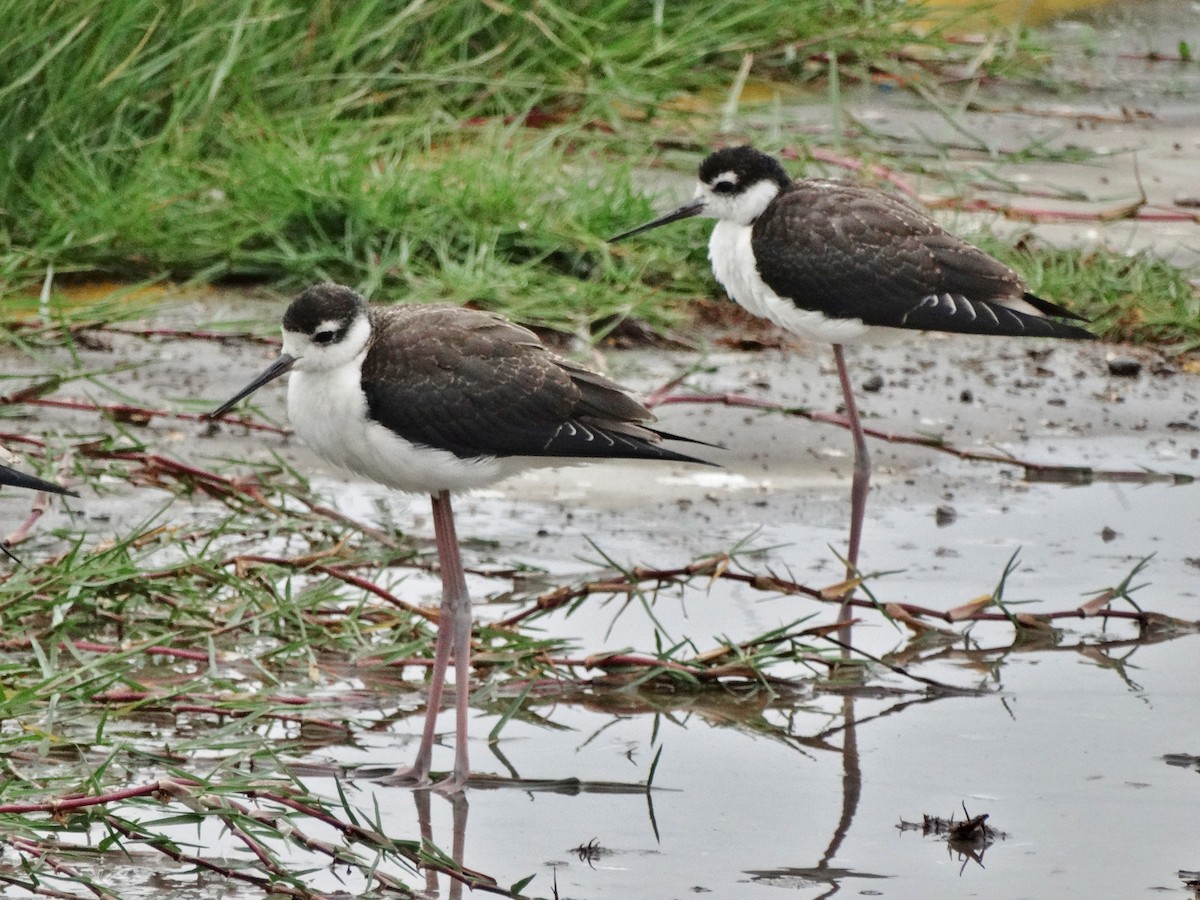 Black-necked Stilt (Black-necked) - ML616379933