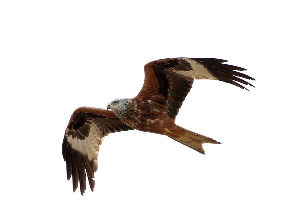 Red Kite - ML616379946